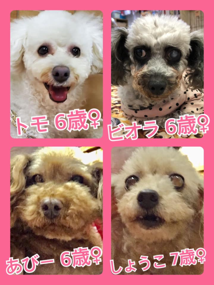 🐾今日の里親様募集中ワンコ🐶メンバーです🐾2020,6,4